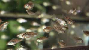 Kako mogu zamijeniti živu hranu za hranjenje prženja